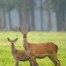 Harewood Deer